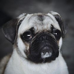 Лимфома у собак, ее разновидности и лечение