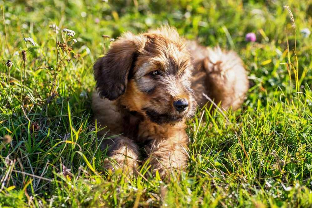 Щенок бриара коричневого цвета