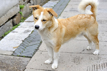 Анемия у собак: причины, симптомы и лечение