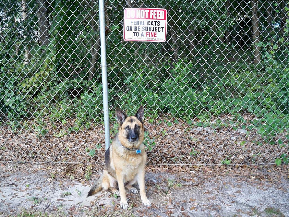 ЗКС, или защитно-караульная служба для собак