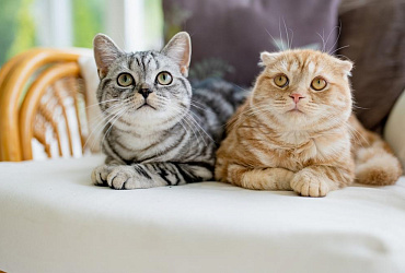 Полосатые коты – обзор пород с полосками и фото окрасов