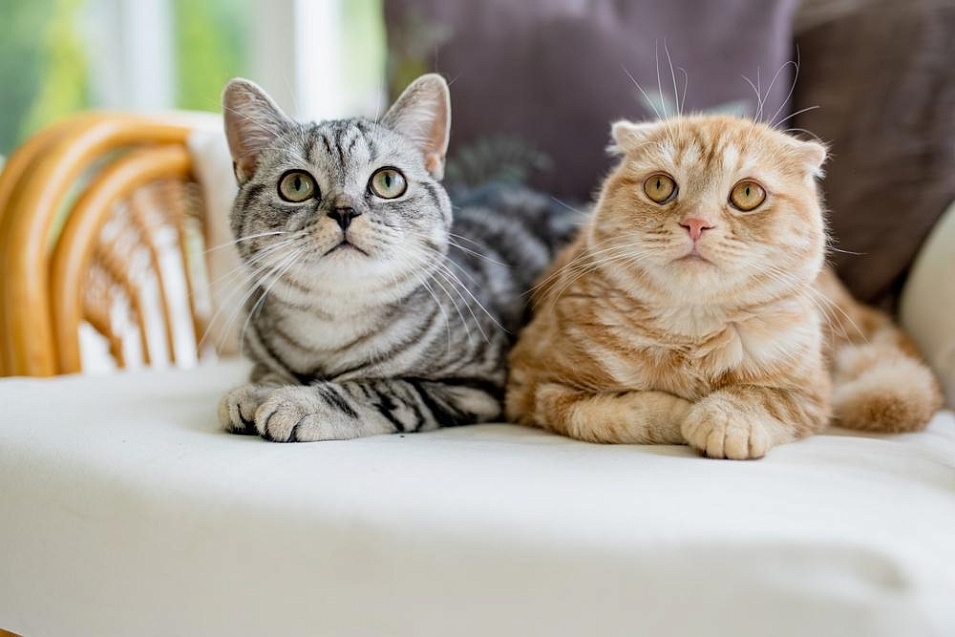 Полосатые коты – обзор пород с полосками и фото окрасов