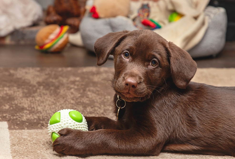 Взрослеющий щенок коричневого лабрадора-ретривера