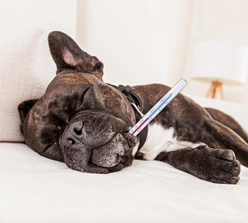 Как померить температуру собаке