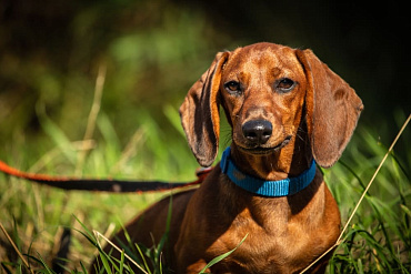 Вязка таксы – как правильно вязать породу