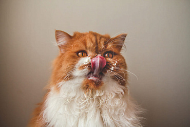 Можно ли сливки кошкам? 