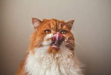 Можно ли сливки кошкам? 