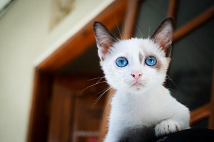 Когда у котят меняется цвет глаз