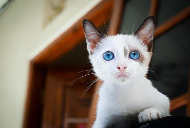 Породы кошек с голубыми глазами