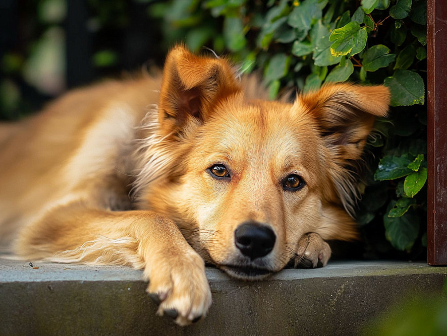 Баскская овчарка рыжеватого цвета