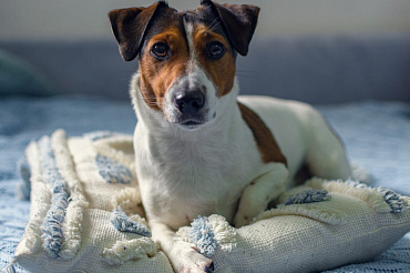 Течка у джек-рассел-терьера: сколько длится и как часто бывает