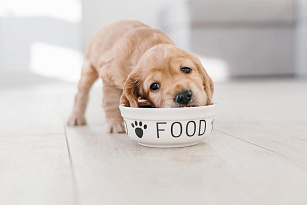 Первый прикорм щенков – здоровье начинается с питания
