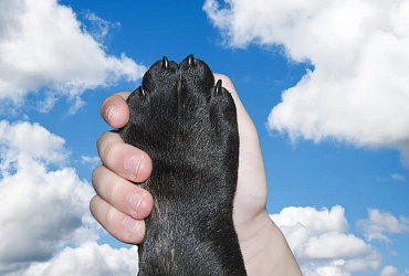 Гриндер для собак – что это такое и как им пользоваться