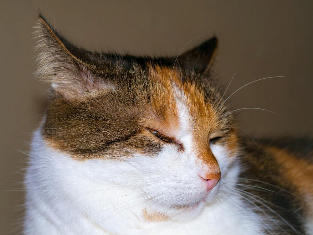 ТОП-15 самых спокойных пород кошек