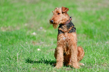 Вес и размер эрдельтерьера