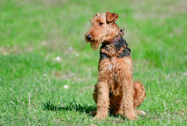 Вес и размер эрдельтерьера