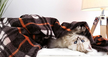 Почему котенок не спит по ночам – и что делать?