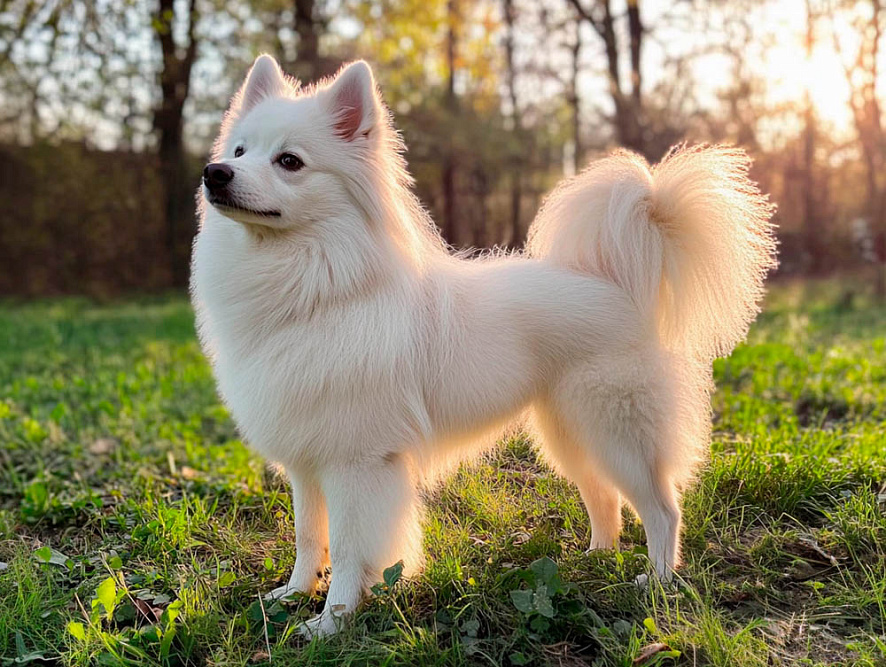 Итальянский шпиц в лесу