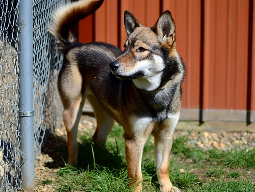 Собака чиндо