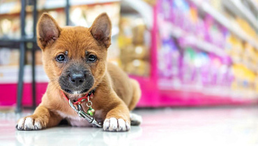 Можно ли заходить в магазин с собакой