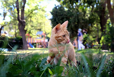 Какую траву любят и едят кошки