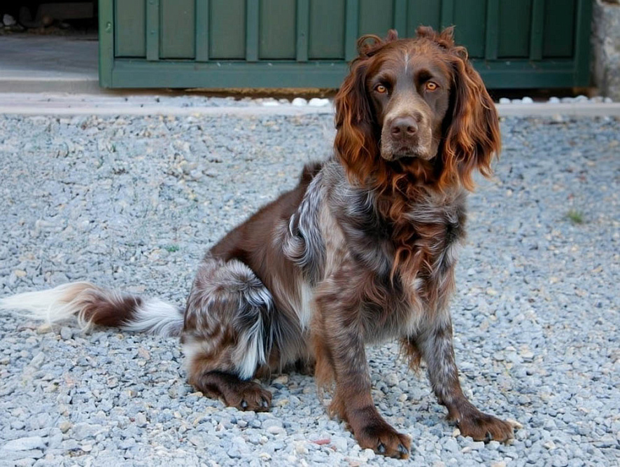 Немецкий спаниель характерного окраса