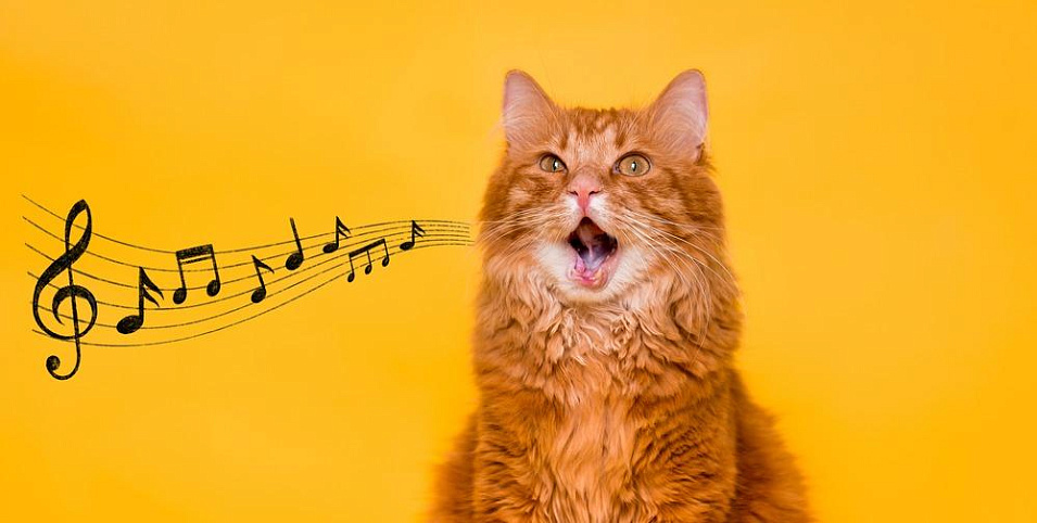 Почему кот ходит по дому и мяукает