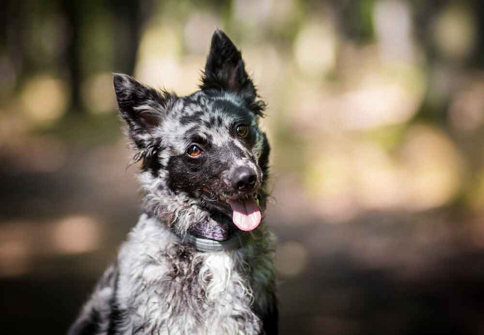 Венгерская порода пастушьих собак 