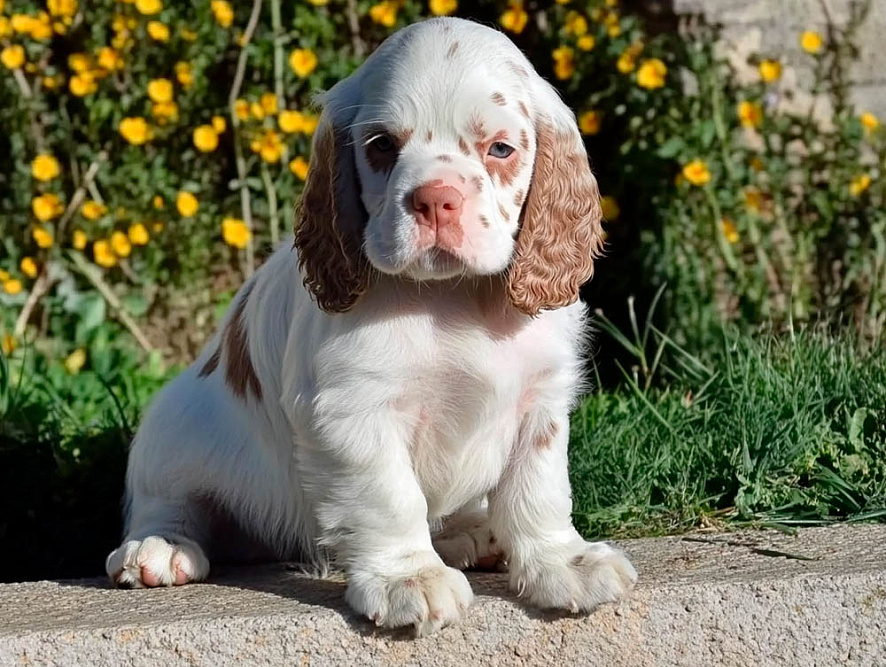 Красивый щенок кламбер-спаниеля