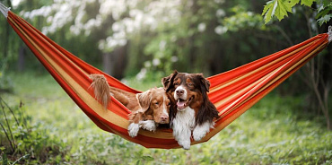 Как подружить двух собак – в доме или на прогулке