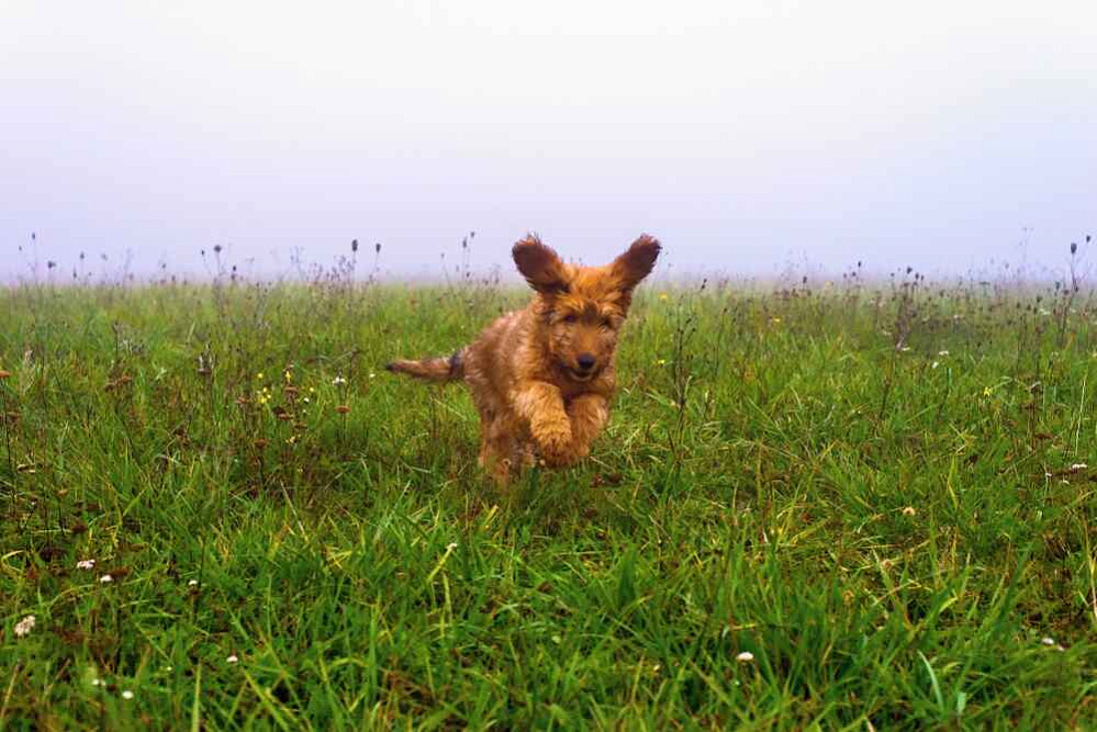 Щенок бриара в поле