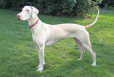 Белый доберман – особенности породы, фото альбиносов