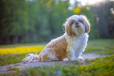Вязка ши-тцу – как правильно вязать породу