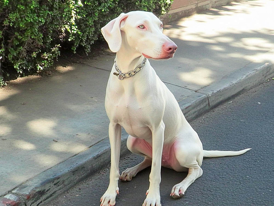 Доберман-альбинос сидит