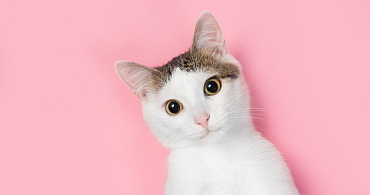 Самые милые породы кошек: ТОП-30