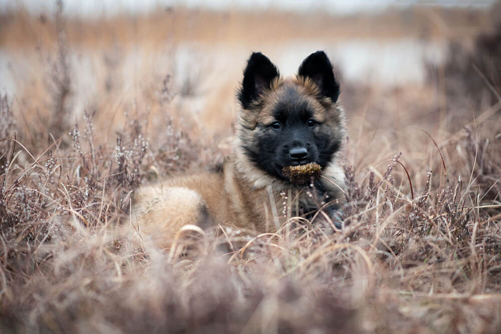 Красивый тервюрен