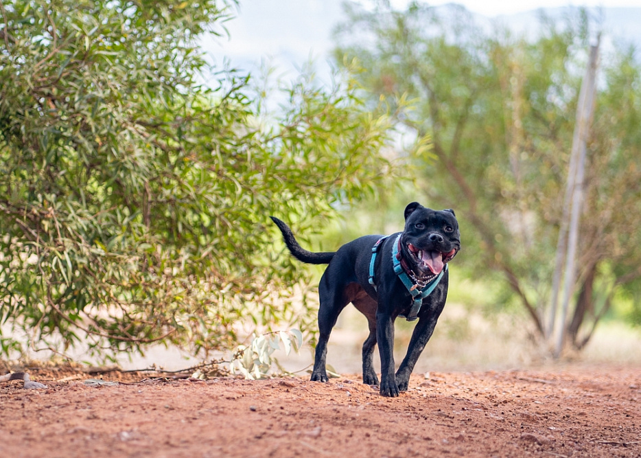 Черный питбуль стоит