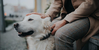 Канистерапия: основные принципы лечения собаками
