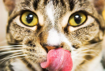 Натуральное кормление кошек: основные принципы и рекомендованное меню