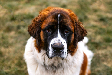 Сколько живут сенбернары – средняя продолжительность жизни и влияющие на нее факторы