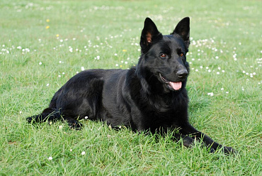 Черная немецкая овчарка – особенности окраса породы и фото