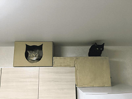 Домик для кошки своими руками: игровой мини-комплекс из коробки, инструкция + фото