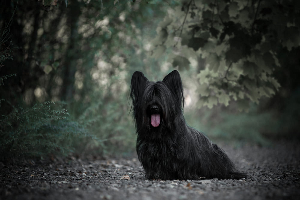 Скайтерьер гуляет среди деревьев