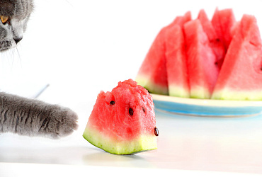 Можно ли кошкам арбуз? 