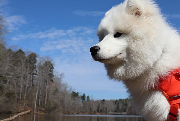 Почему собака породы самоед так называется?