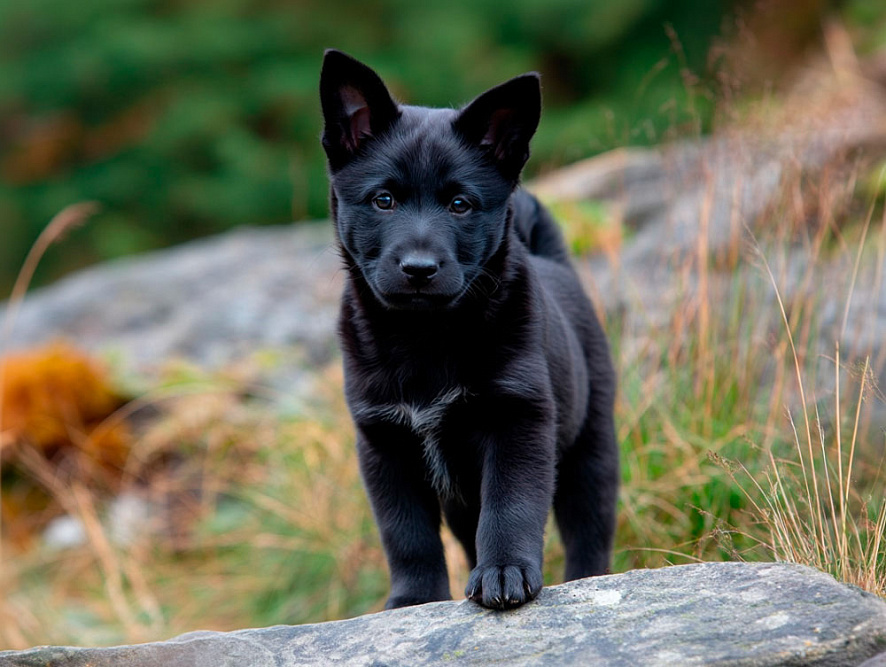 Это элкхаунд