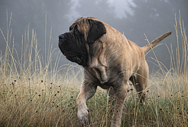 Сколько весит английский мастиф?