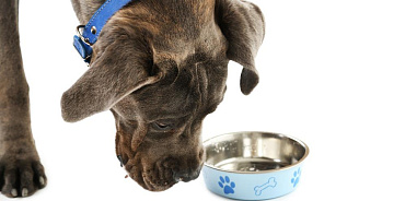 Рацион кане-корсо: чем кормить породу