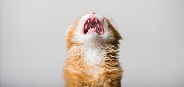 Почему у котенка или кошки пропал голос