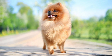 Уход за шпицем и особенности содержания породы